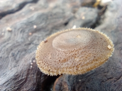 Lentinus arcularius