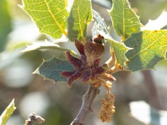 Disholcaspis pedunculoides