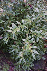 Sarcococca ruscifolia