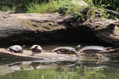 Trachemys scripta troostii