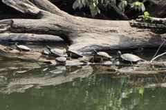 Trachemys scripta troostii