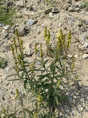 Linaria acutiloba