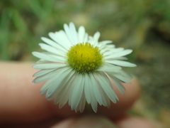 Erigeron flagellaris
