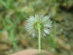 Erigeron flagellaris