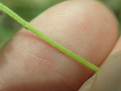 Erigeron flagellaris