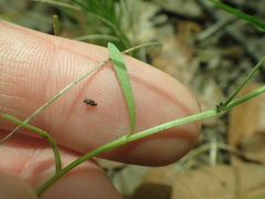 Erigeron flagellaris
