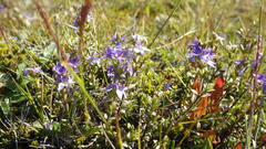 Veronica pimeleoides pimeleoides