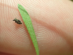 Erigeron flagellaris