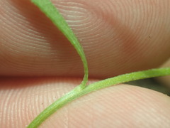 Erigeron flagellaris