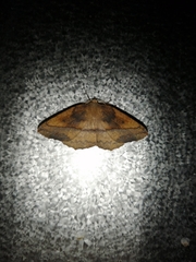 Syncirsodes primata