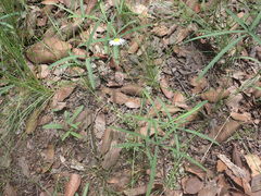 Erigeron flagellaris