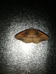 Syncirsodes primata