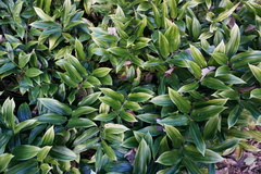 Sarcococca ruscifolia
