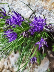 Phyteuma hedraianthifolium