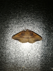Syncirsodes primata