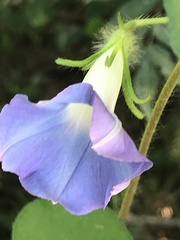 Ipomoea hederacea integriuscula