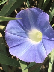 Ipomoea hederacea integriuscula