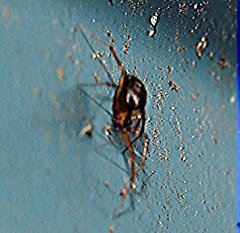 Theridiosoma