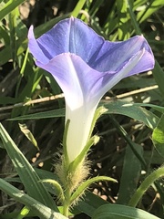Ipomoea hederacea integriuscula