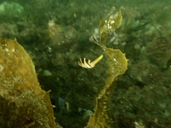 Paraluteres prionurus