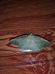 Syncirsodes primata