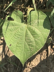 Ipomoea hederacea integriuscula