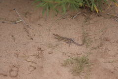 Sceloporus cowlesi