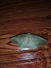 Syncirsodes primata