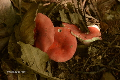 Russula