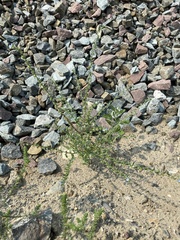 Lappula consanguinea