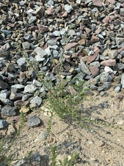 Lappula consanguinea