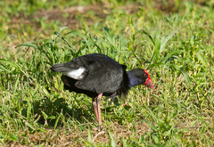 Porphyrio melanotus