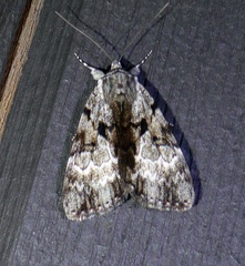 Catocala andromedae