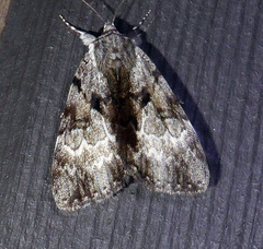 Catocala andromedae