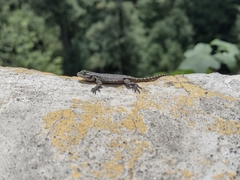 Sceloporus palaciosi