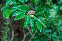 Artocarpus hypargyreus