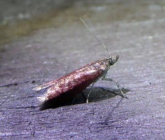 Varneria postremella