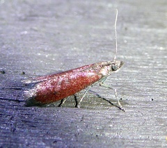 Varneria postremella