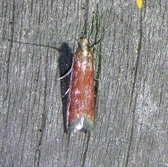 Varneria postremella