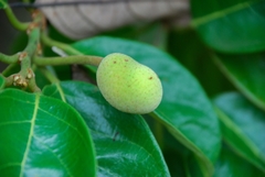 Artocarpus hypargyreus