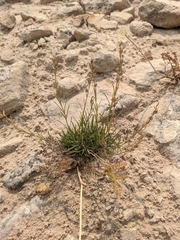 Penstemon laricifolius