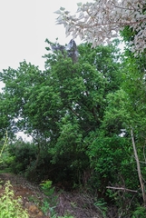 Artocarpus hypargyreus