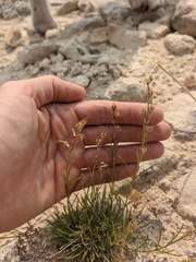 Penstemon laricifolius