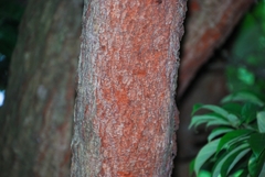 Artocarpus hypargyreus