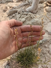 Penstemon laricifolius