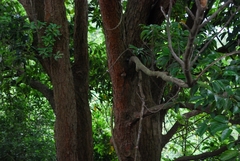 Artocarpus hypargyreus