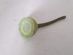 Artocarpus hypargyreus