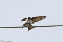 Riparia riparia