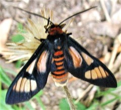 Amata marella