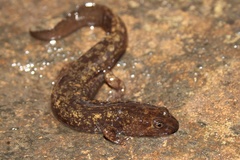 Desmognathus marmoratus